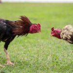 The Exciting World of Cockfighting